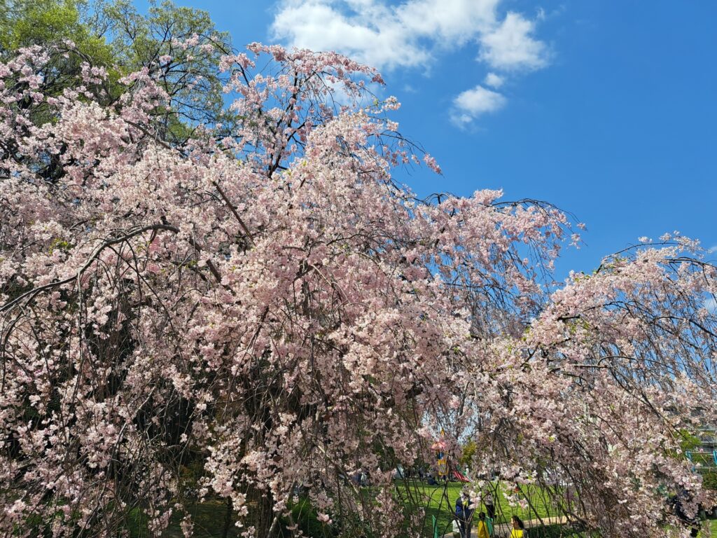 御幸森公園の桜並木 大阪市生野区の御幸森公園の桜並木