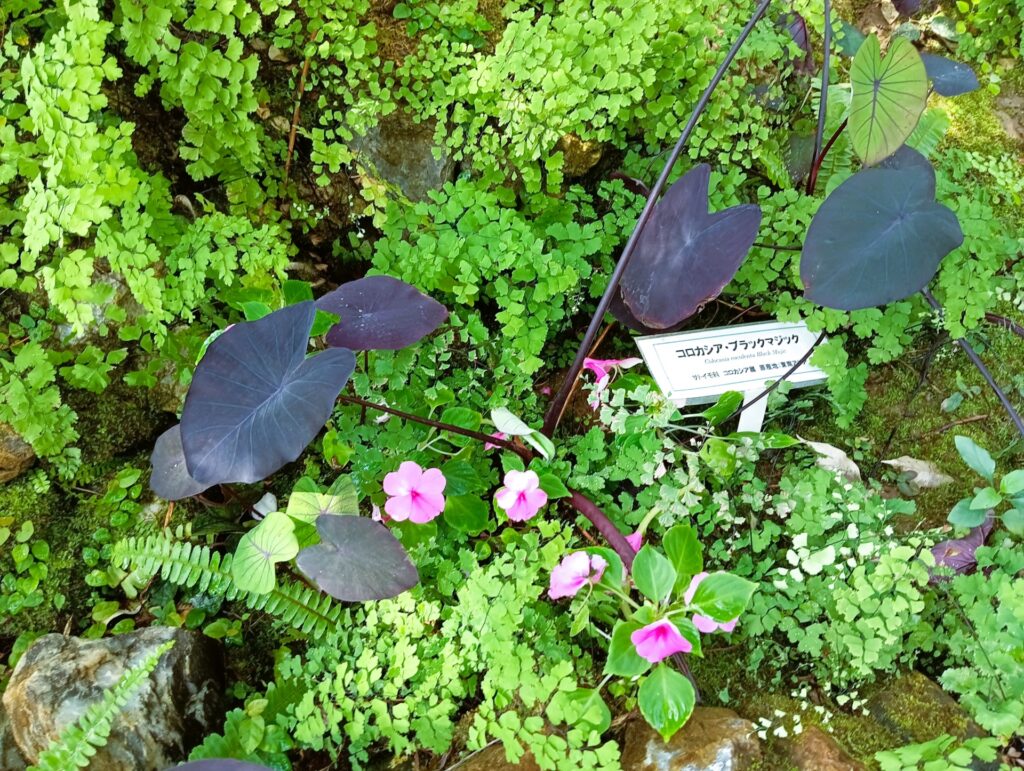 千葉県市川市の大町公園と動植物園