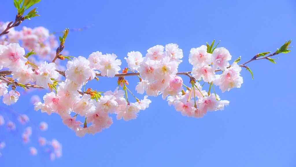 千葉市緑区の桜まつり