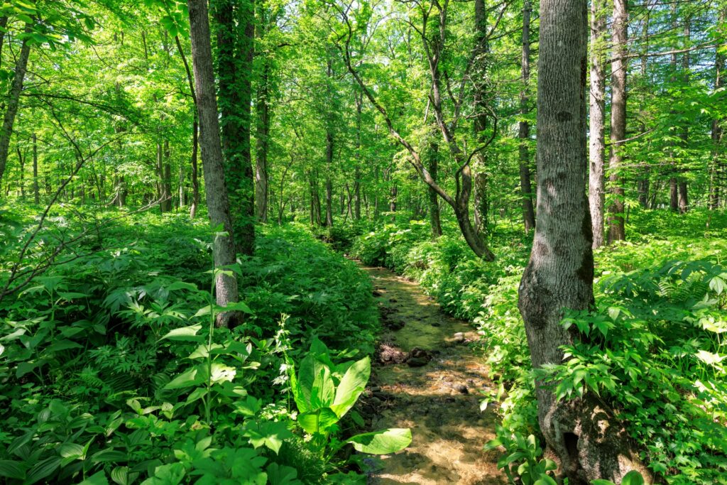 愛知県小牧市の山道