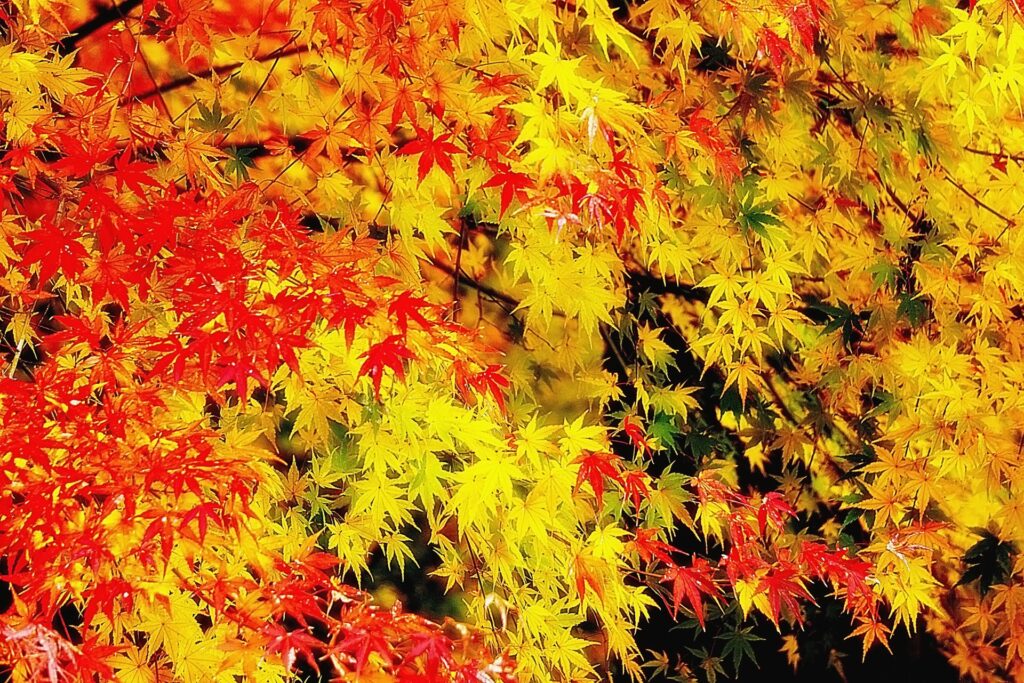 上田市の紅葉