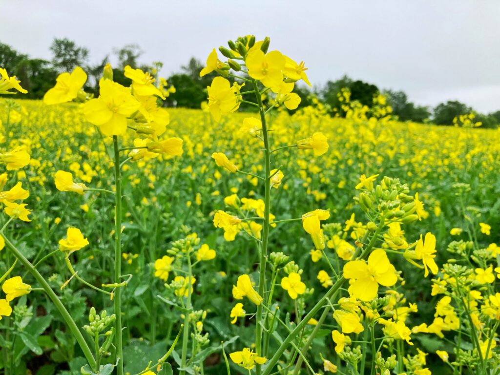 熊本市南区の菜の花畑 熊本市南区の菜の花畑