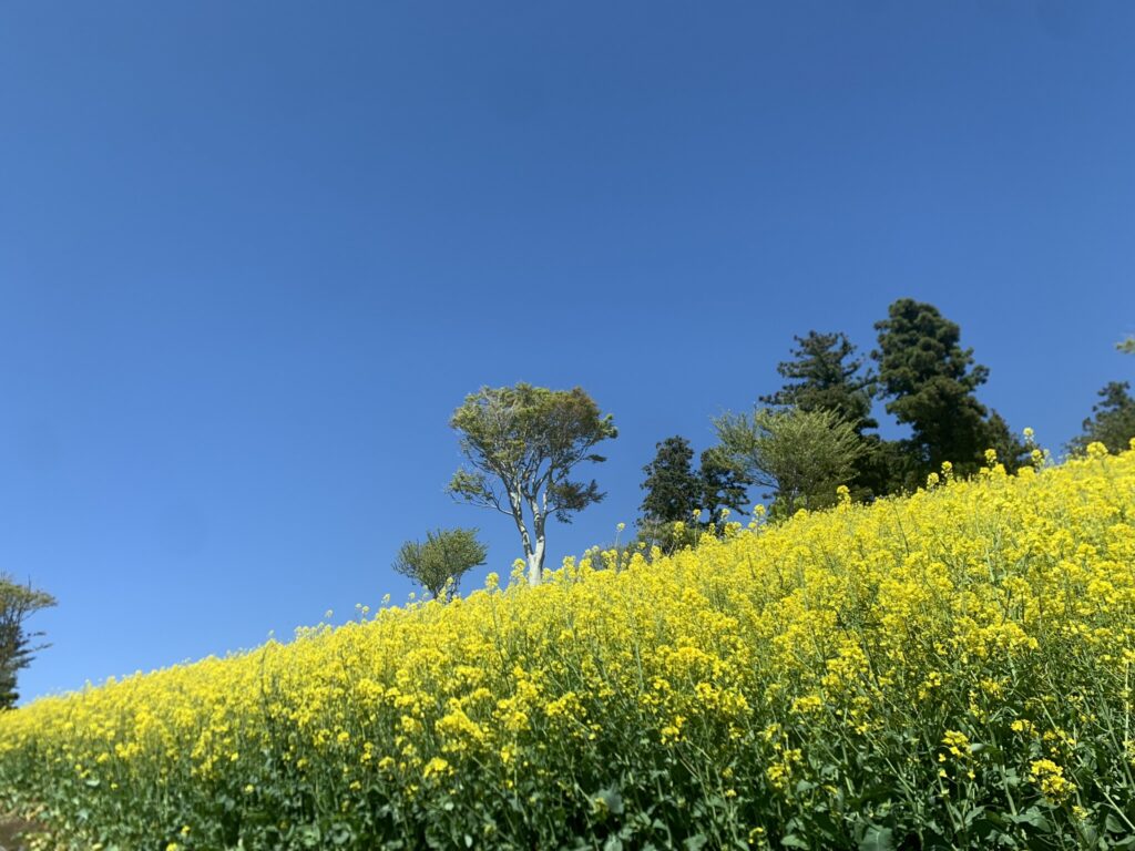 熊本市東区の託麻三山