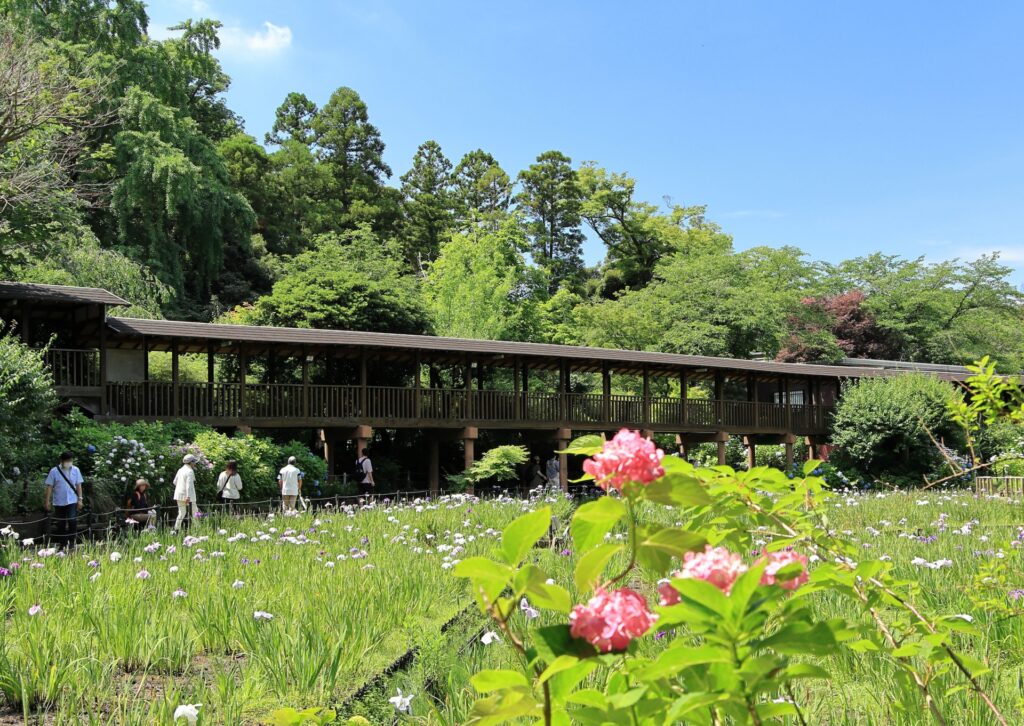 千葉県松戸市の本土寺の紫陽花