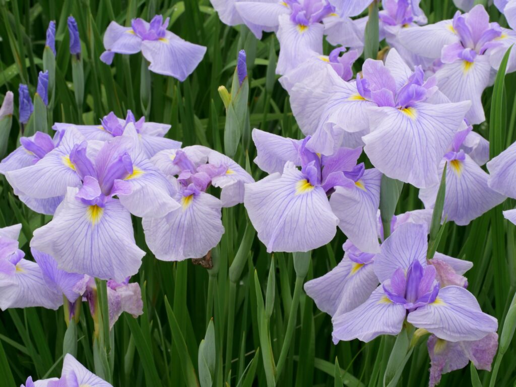 花菖蒲の写真 堺市の白鷺公園