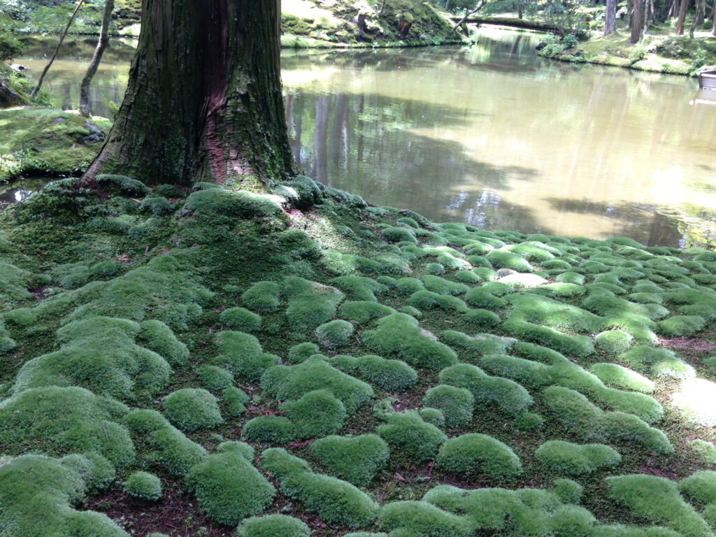 京都府京都市西京区の西芳寺の苔庭