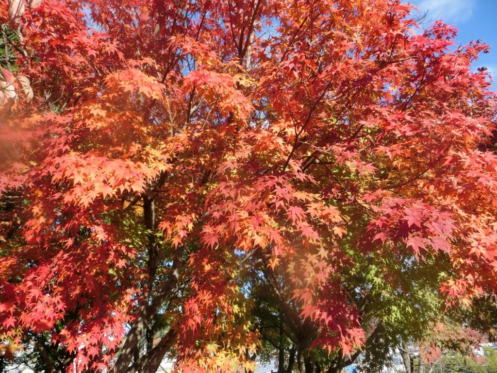 神奈川県川崎市幸区の紅葉