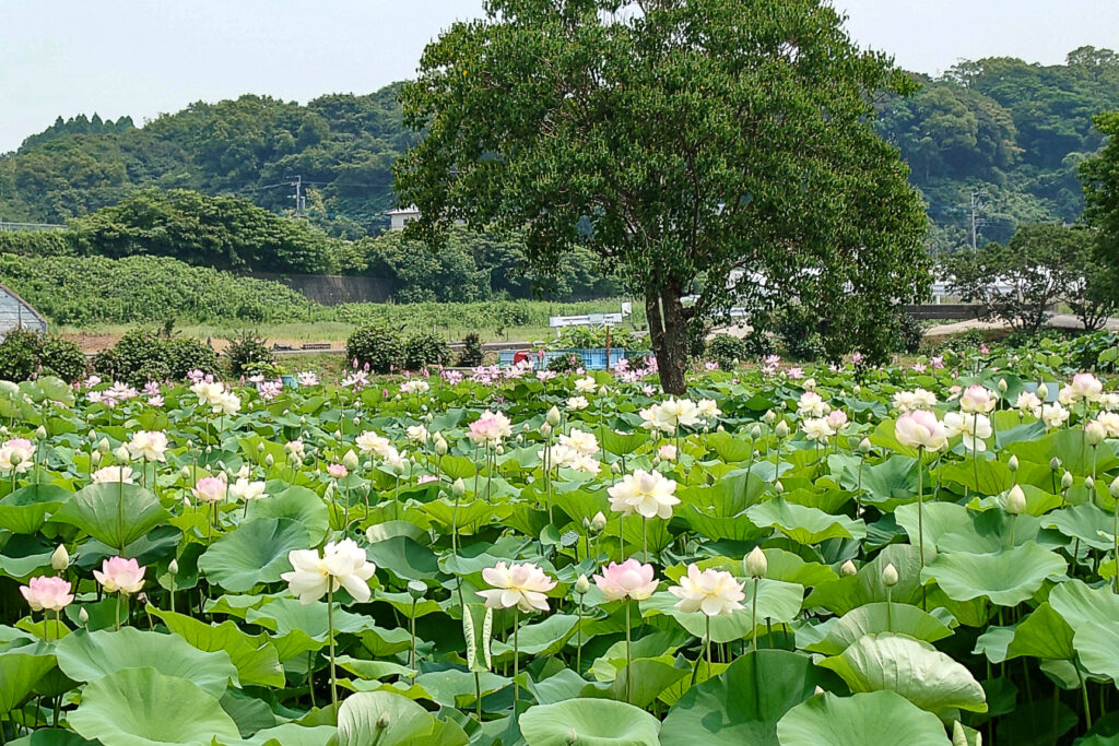 諫早市の諫早公園