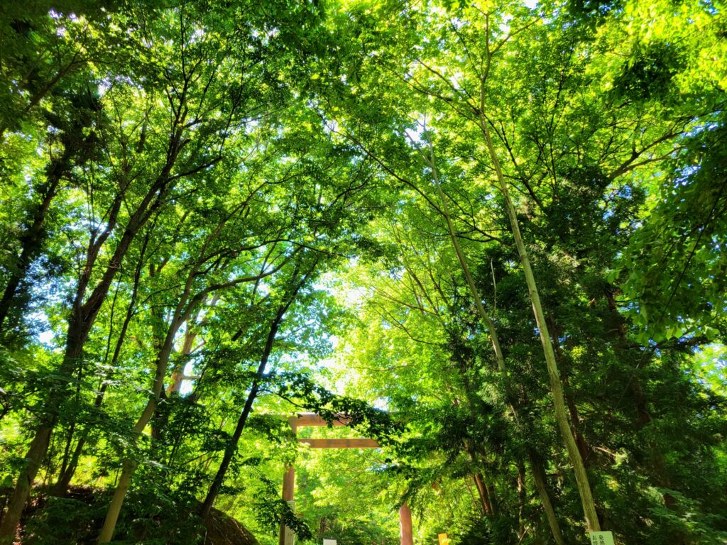 伊勢市の神宮の杜