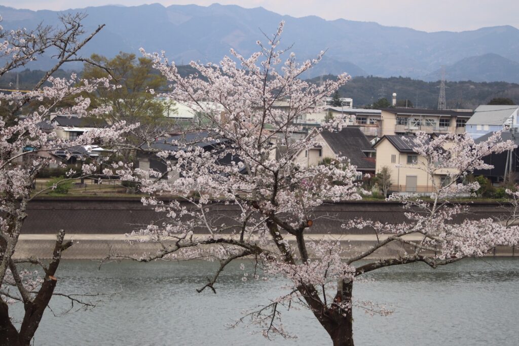 熊本県八代市球磨川と桜
