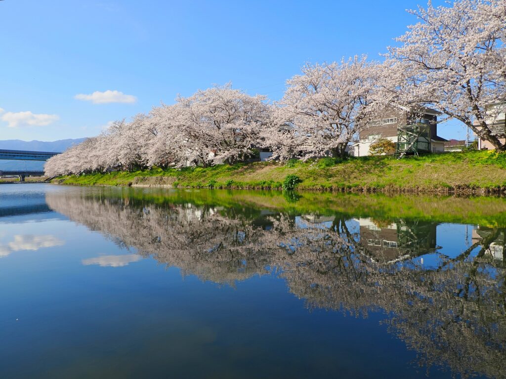 池田市の五月山さくらまつり