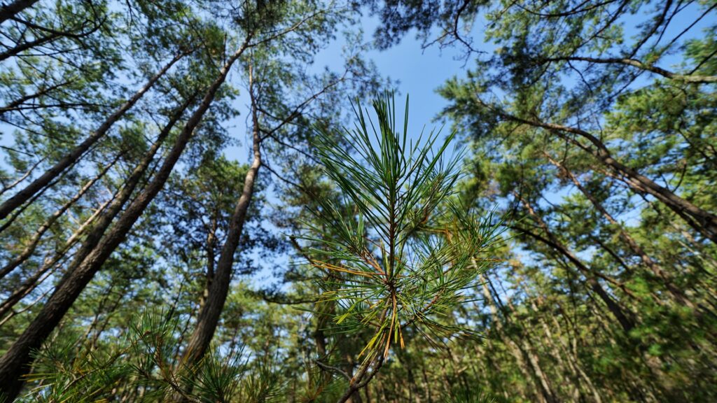 唐津市の虹の松原