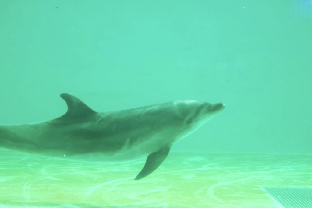 品川区のしながわ水族館イルカの様子