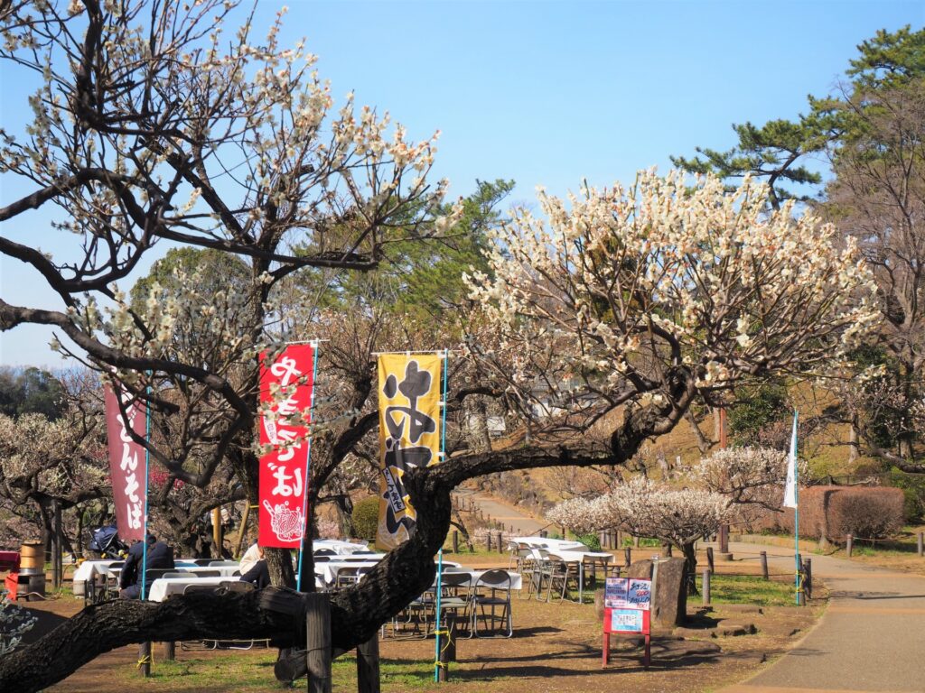 神奈川県横浜市の大倉山公園の梅と観梅会風景