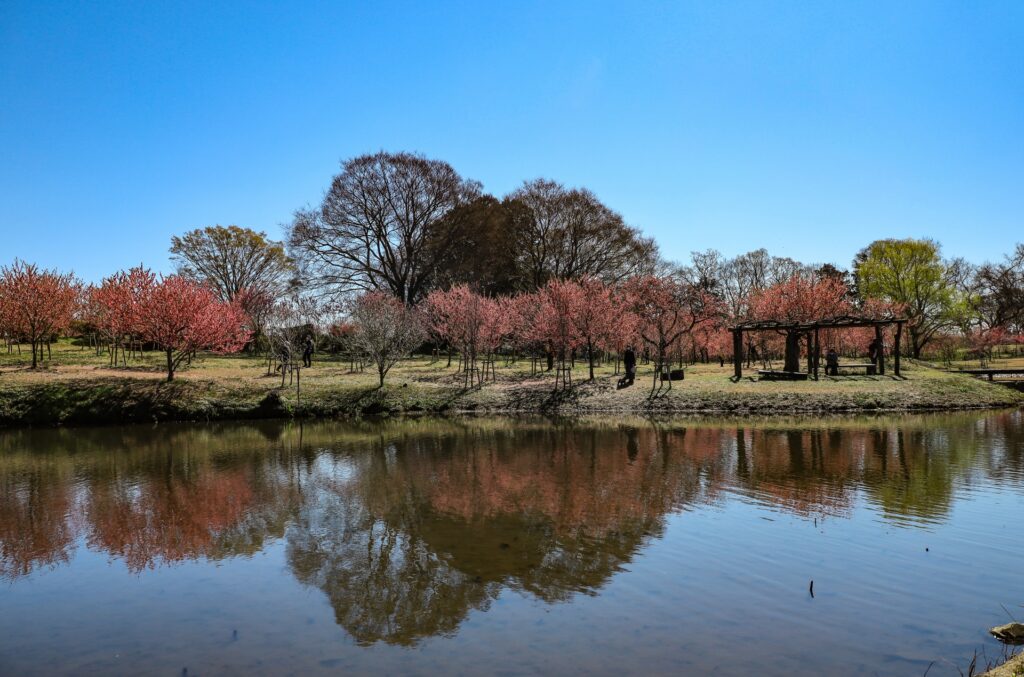 池の写真 堺市中央区の福田池公園