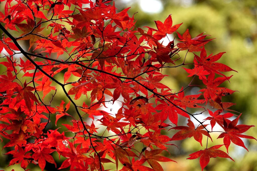 上田市の紅葉