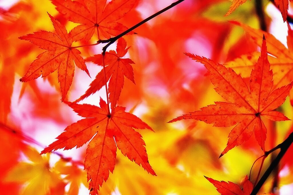上田市の紅葉