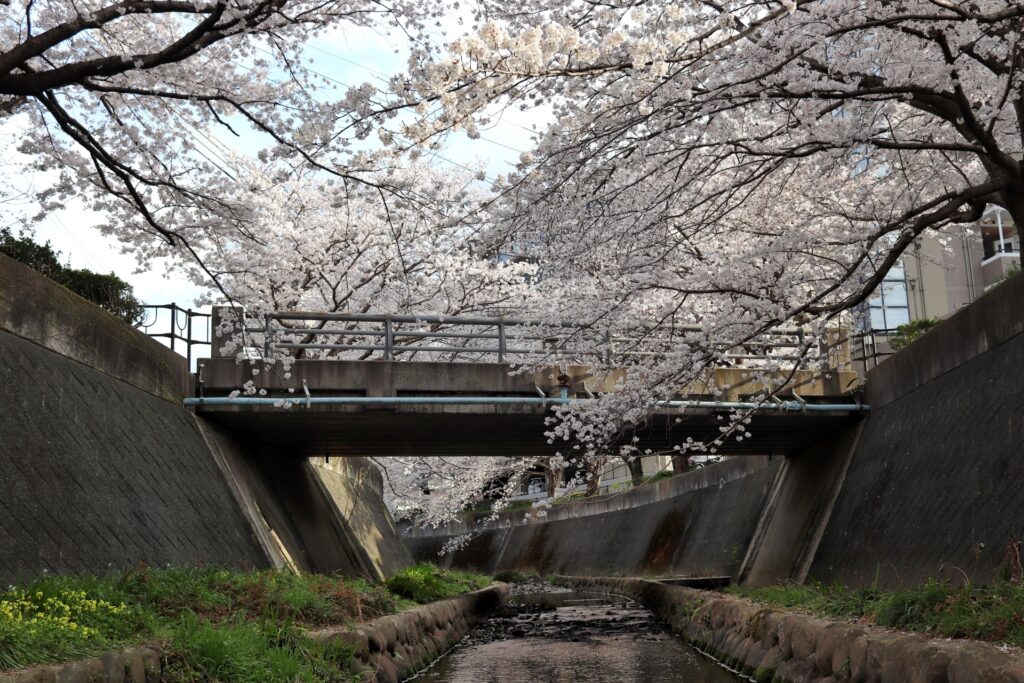 愛知県名古屋市の庄内川の桜並木