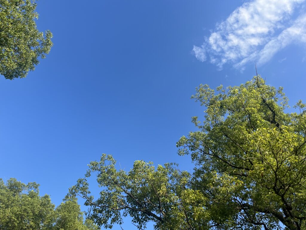 広島県広島市佐伯区の自然