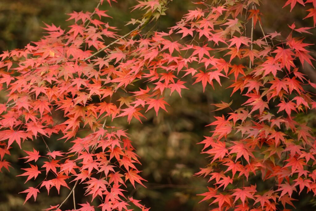 岸和田市の牛滝山自然公園