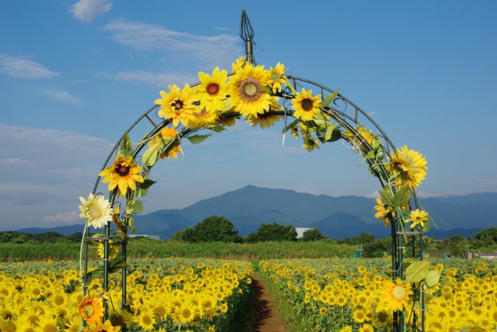 神奈川県座間市のひまわり畑