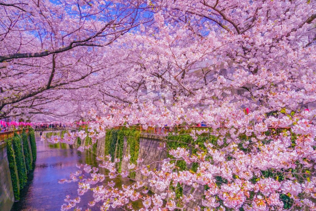 目黒区の満開の桜が並ぶ目黒川 