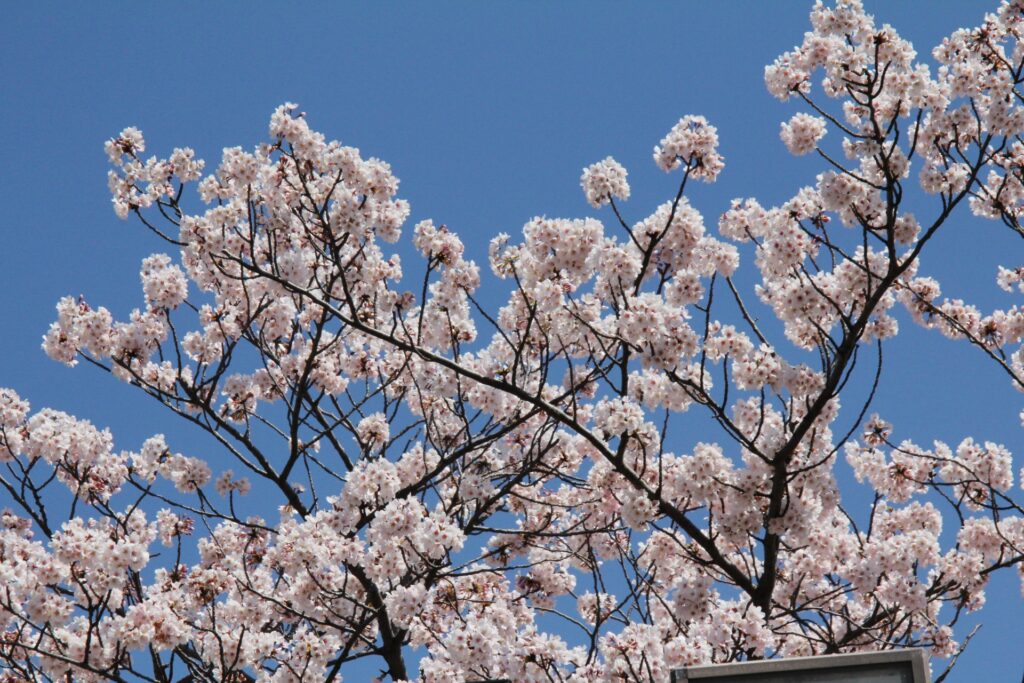 北畠公園の桜