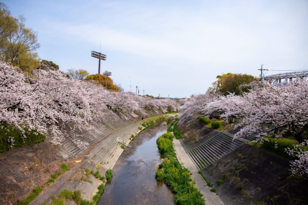 愛知県名古屋市の山崎川の桜と瑞穂運動場