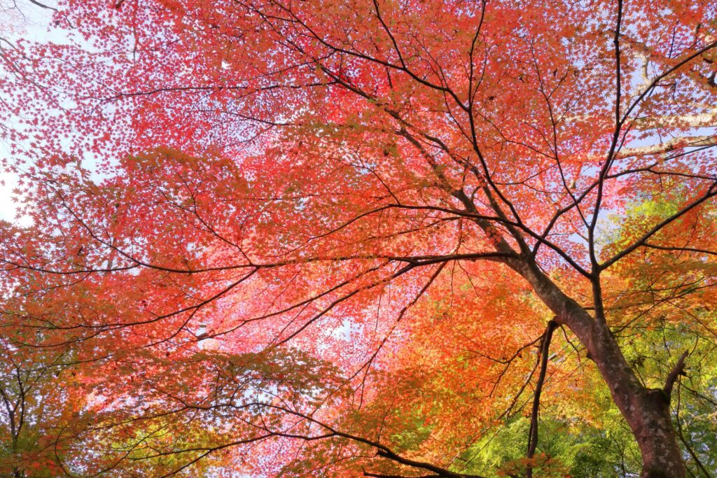 広島市東区の紅葉