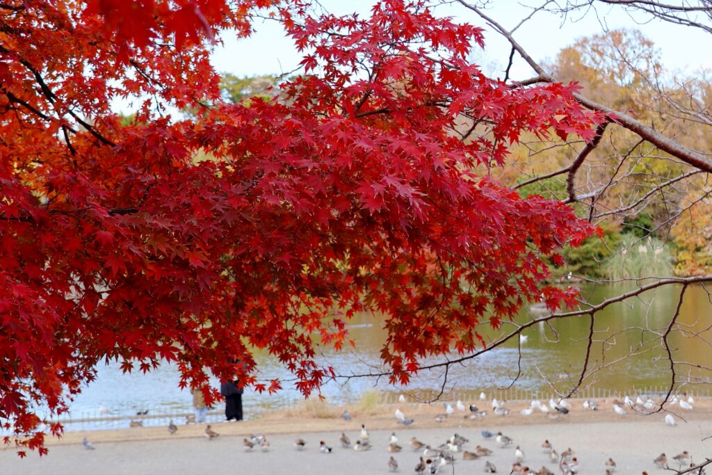 大阪府大阪市鶴見区の緑地の紅葉