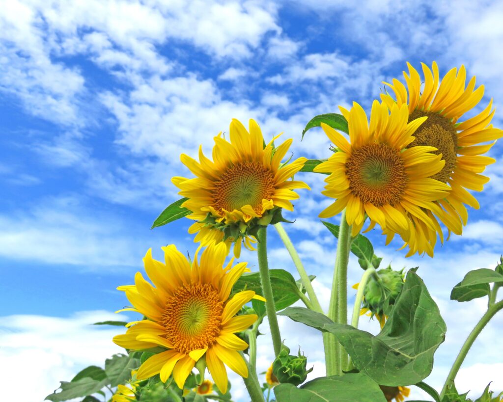 神奈川県座間市のひまわりと青空