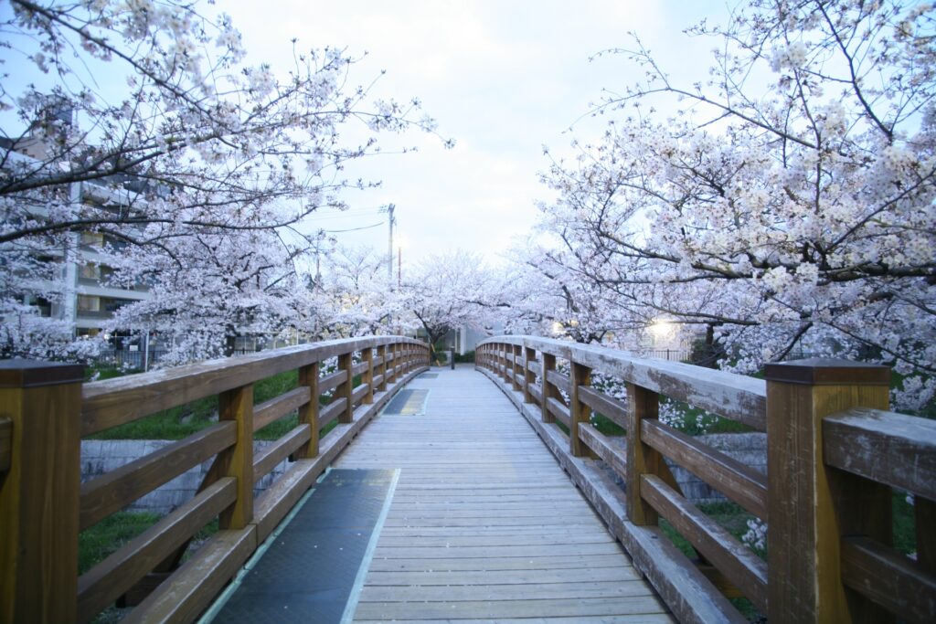愛知県名古屋市瑞穂区の夕暮れの山崎川の桜