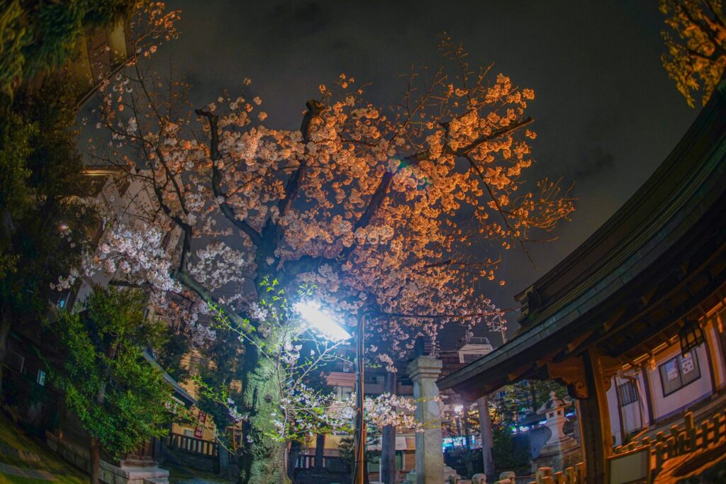 神奈川県横浜市保土ヶ谷区の夜桜