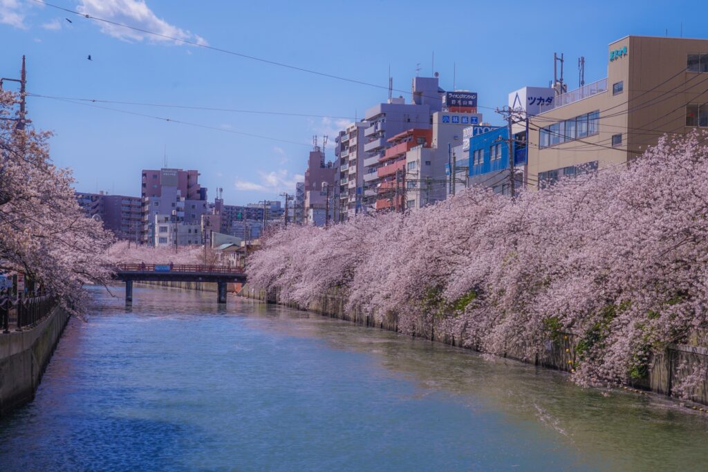 大岡川沿いの満開の桜並木 神奈川県横浜市の大岡川沿いの満開の桜並木