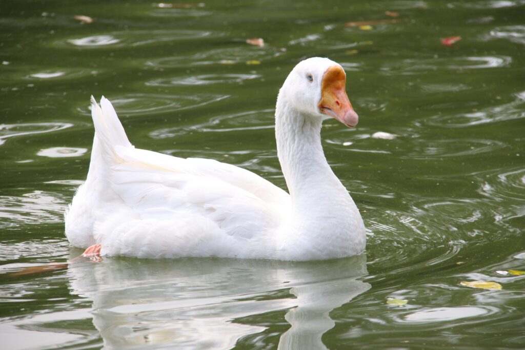 米子市の水鳥公園