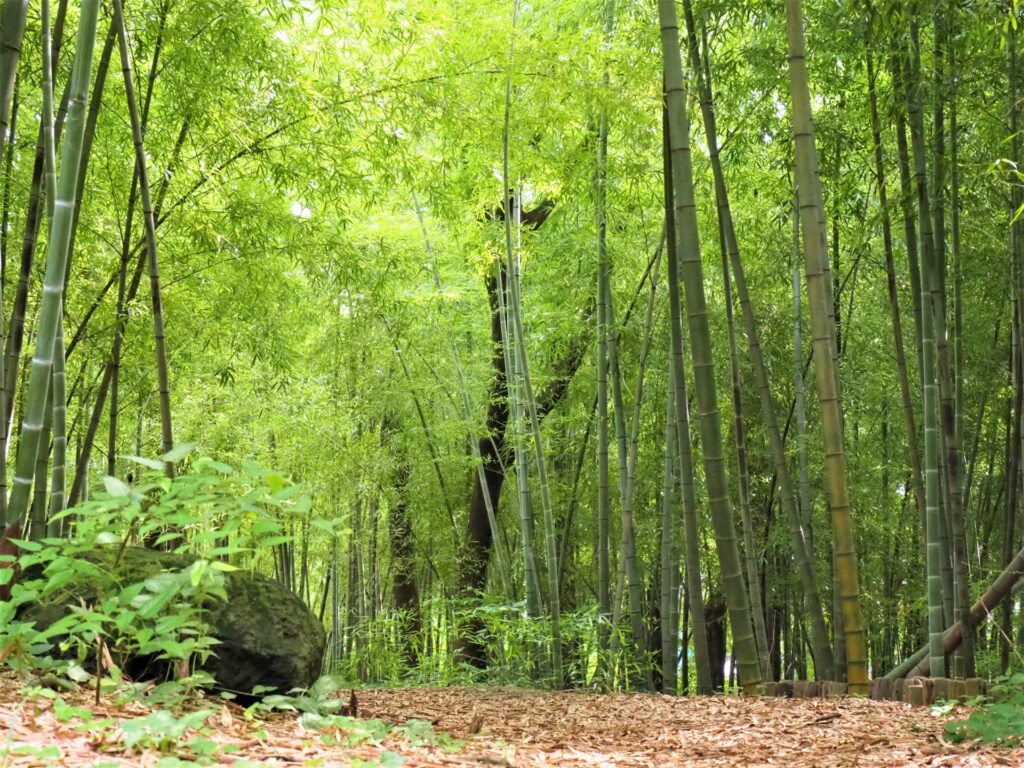 横浜市青葉区の緑道の風景
