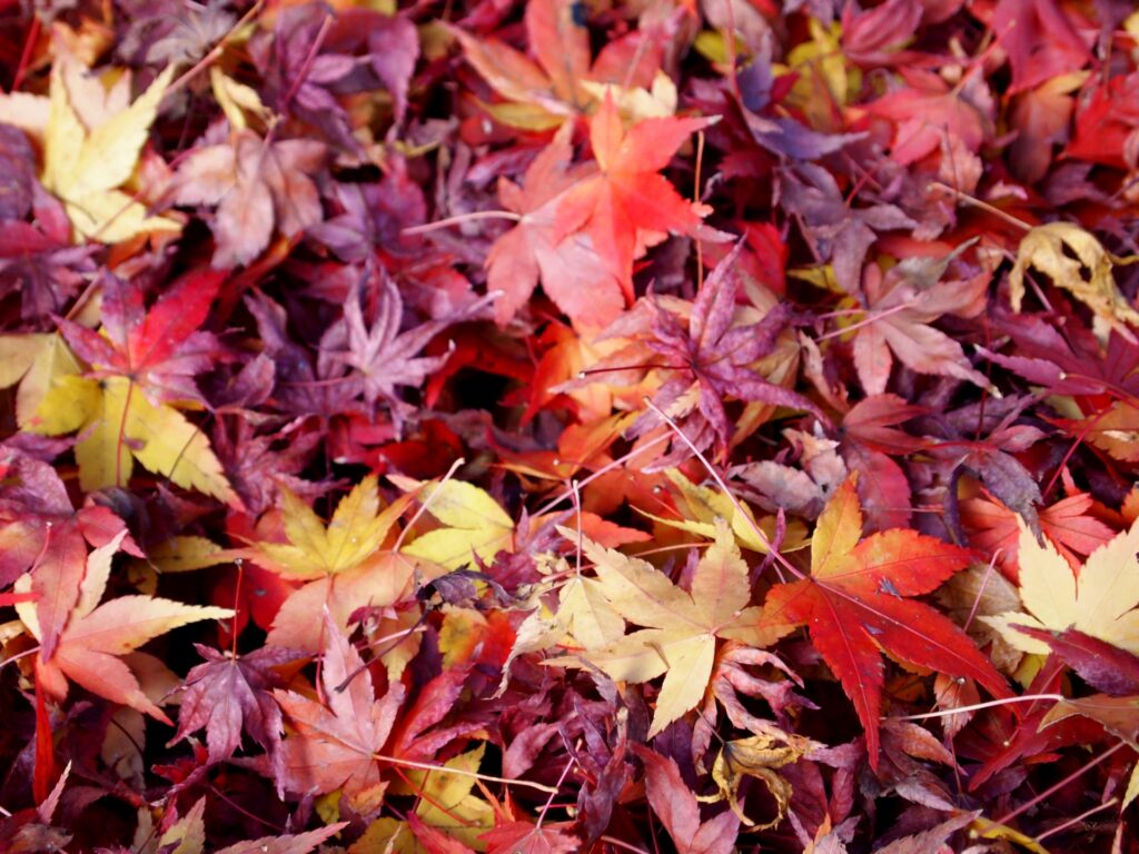 京都市北区の紅葉