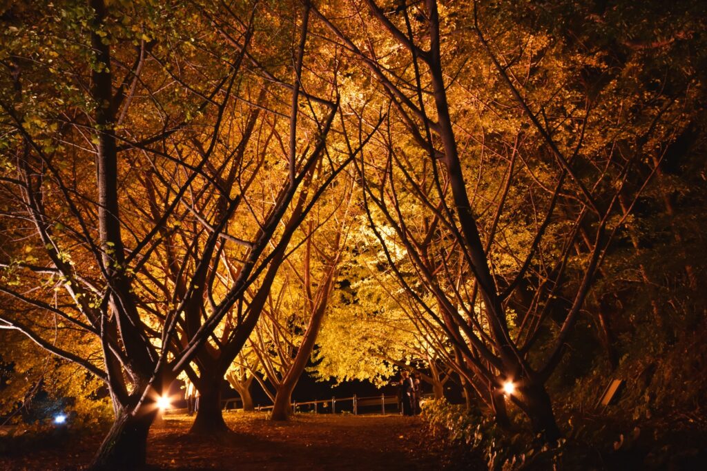 稲沢市の夜のイチョウ