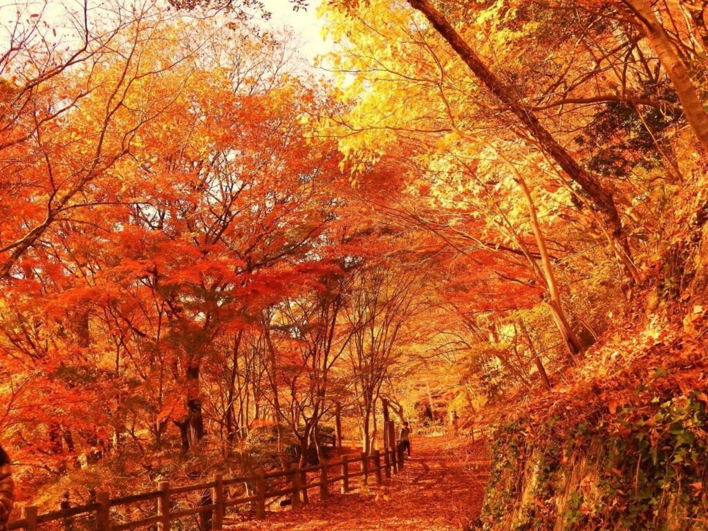 兵庫県神戸市北区の公園の紅葉