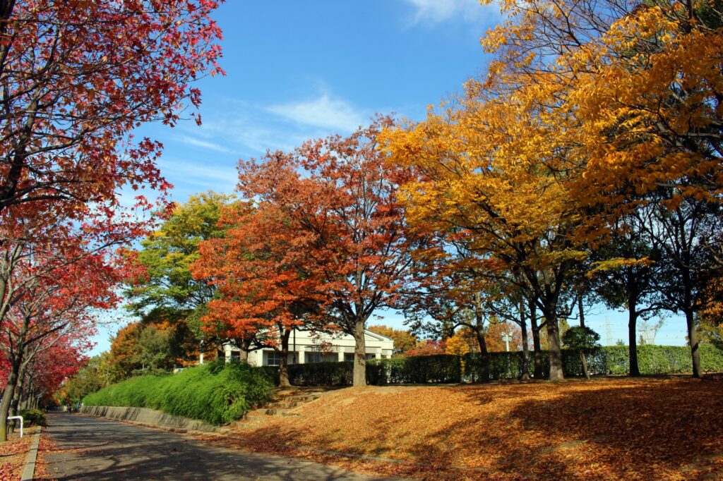 金岡公園の遊歩道 堺市の金岡公園