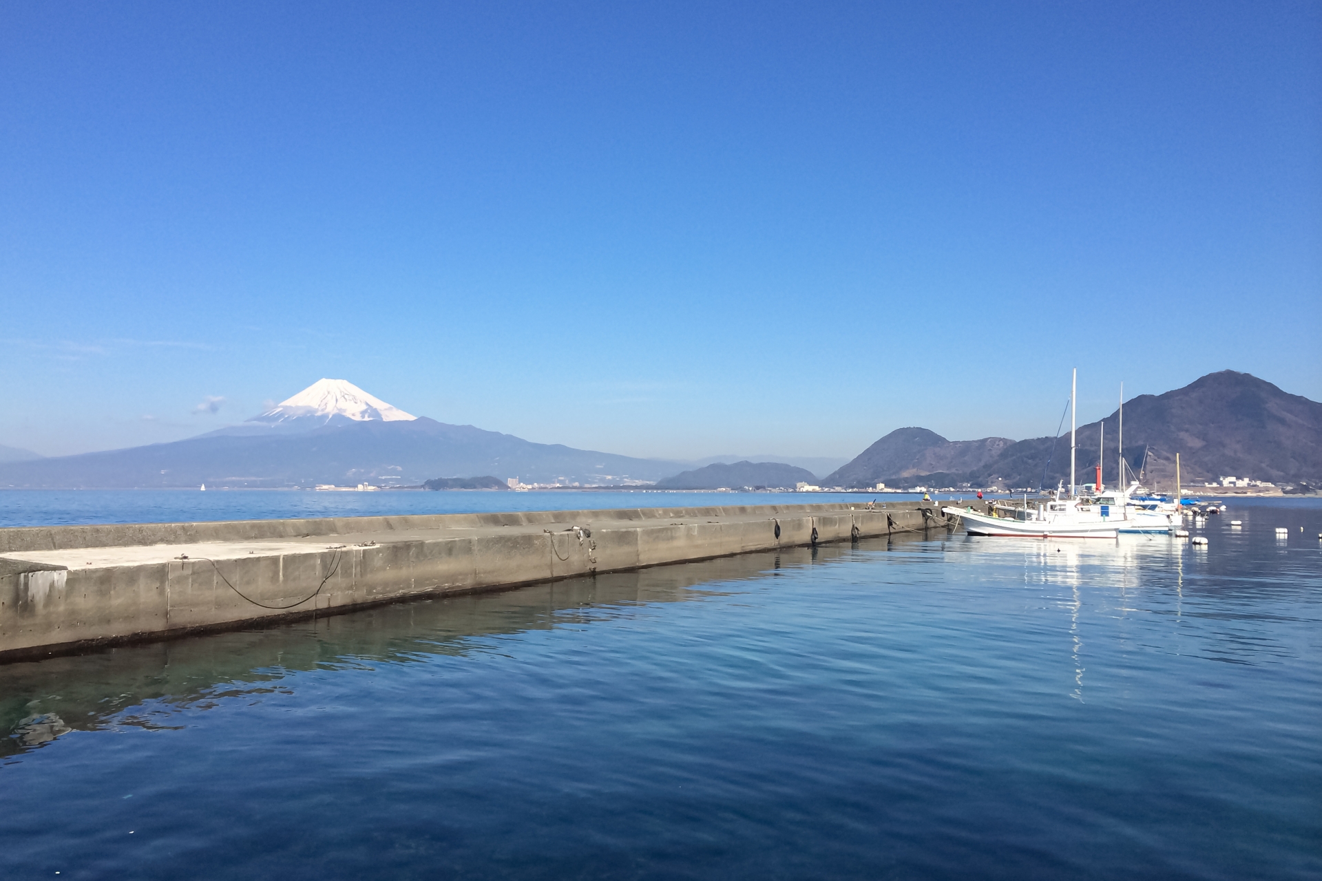 静岡県静岡市駿河区の藤と駿河湾