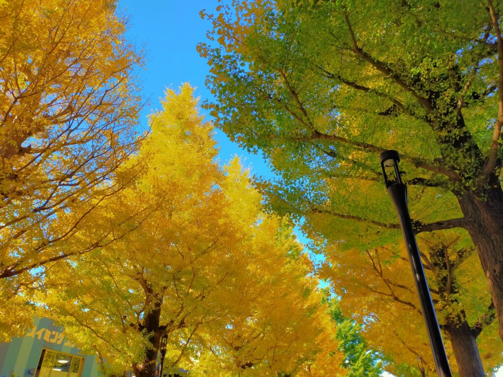 東京都昭島市の並木道の紅葉