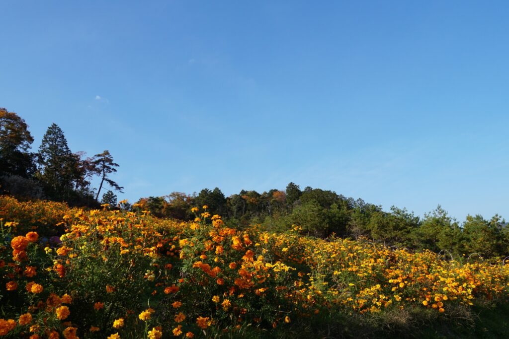 左京区の京都植物園
