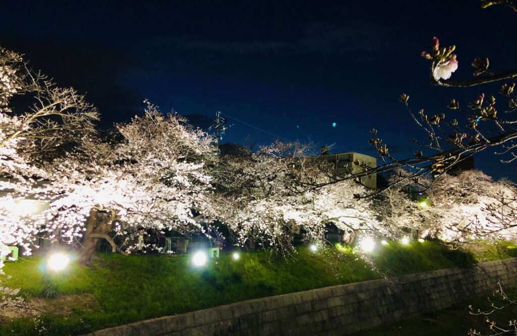 横浜市泉区の和泉川の夜桜