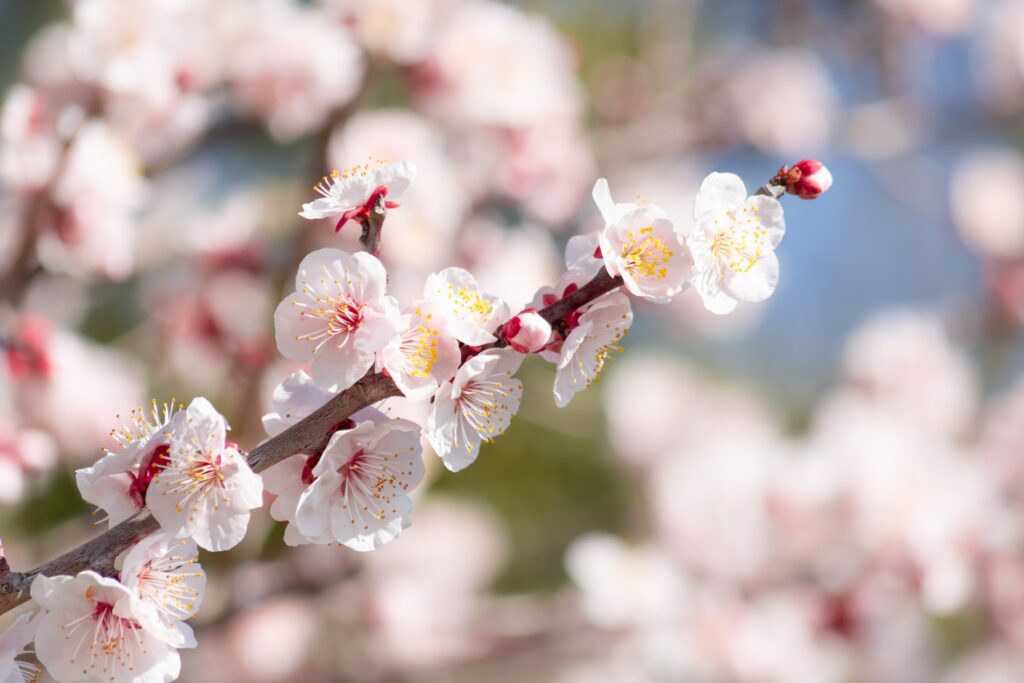岸和田市の岸和田城桜まつり