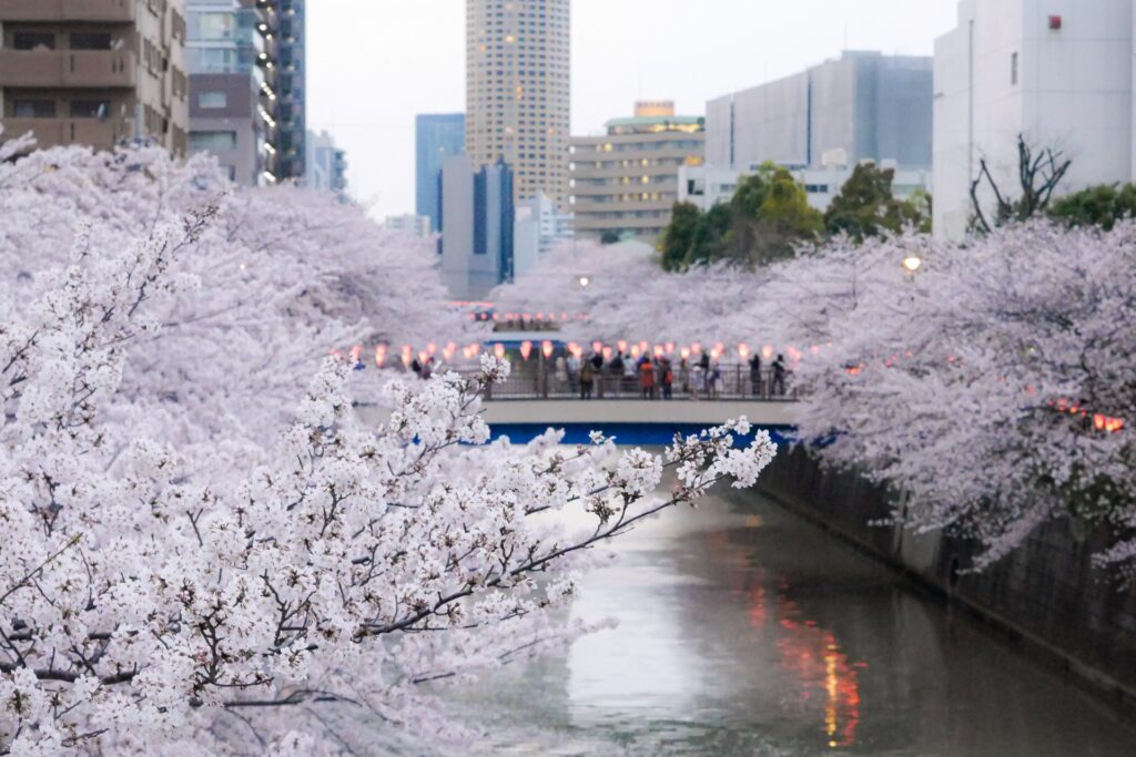 目黒区の春の目黒川沿いを歩く観光客と満開の桜 