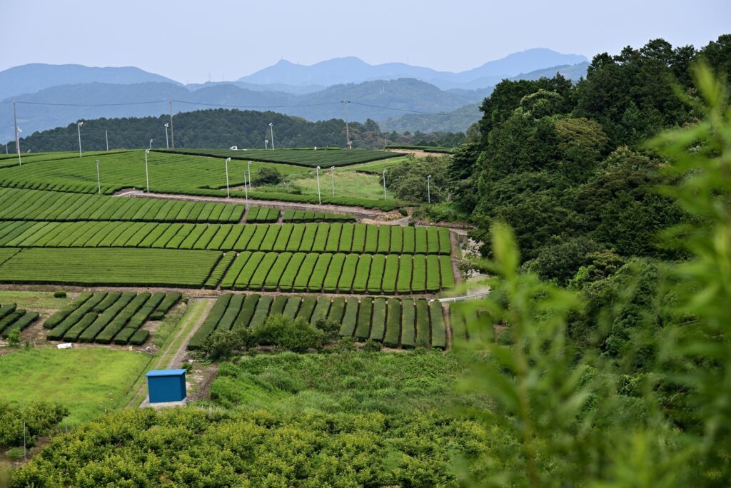 藤枝茶と茶畑 藤枝市の藤枝茶