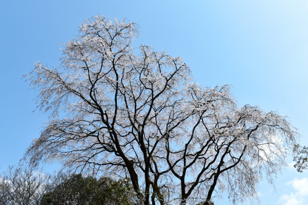 文京区の六義園のしだれ桜