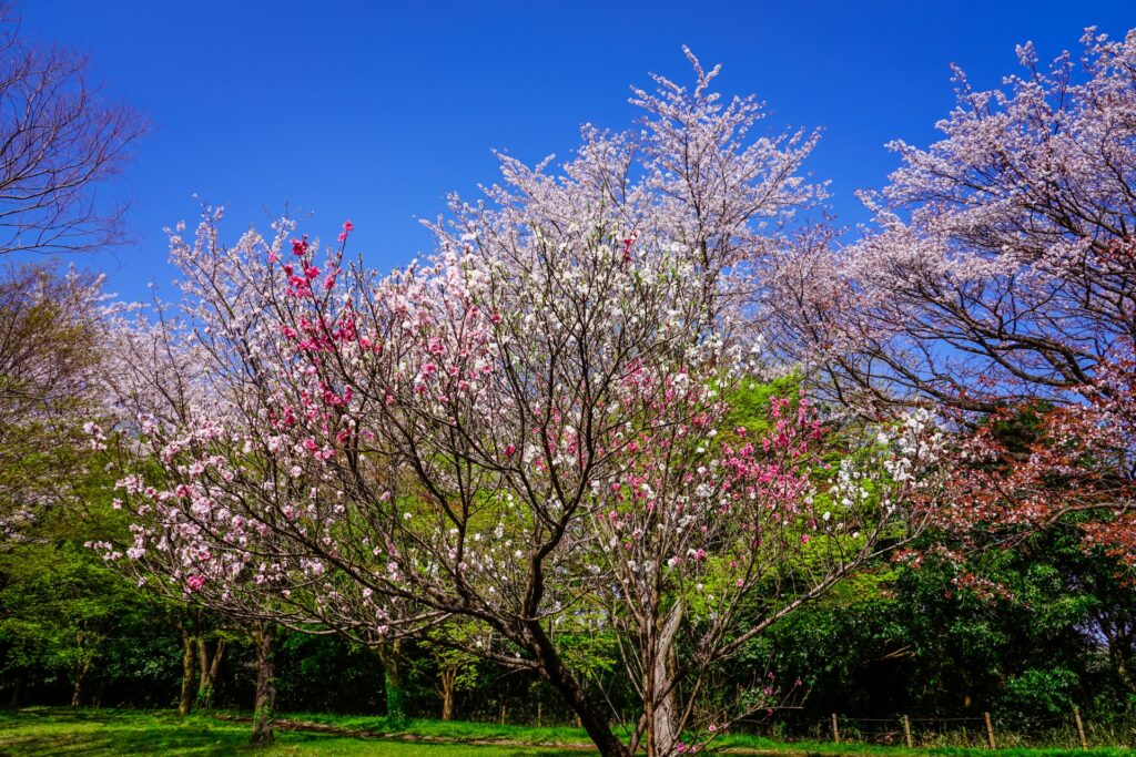 横浜市緑区の四季の森公園と春の桜並木