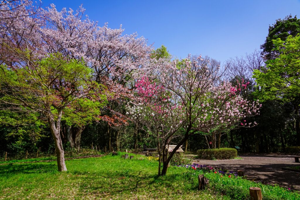 横浜市緑区の四季の森公園